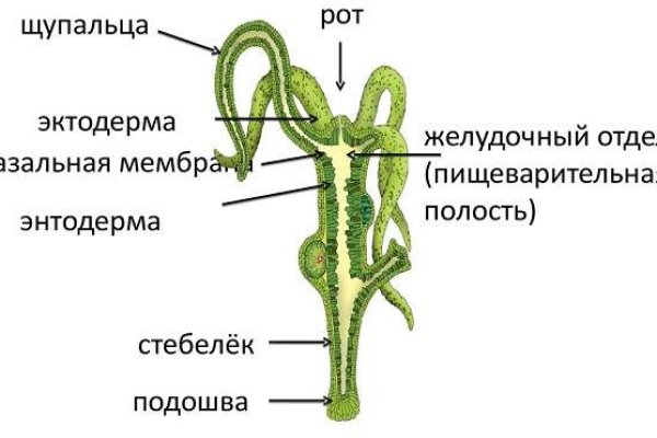 Пользователь не найден kraken